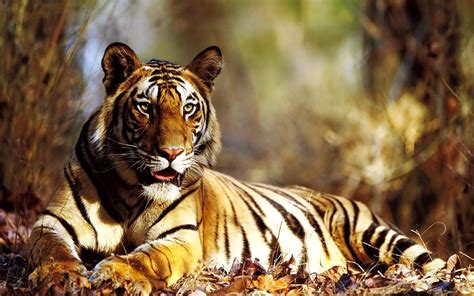 tiger wallpaper hd download|tiger wallpaper hd 1080p.